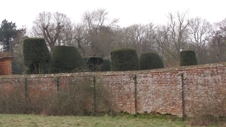Yew trees appear over the wall at Packwood, Warwickshire, with bare, wintry trees behind